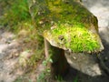 Hiden bench in deep green forest