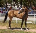 The Akhal-Teke Horse