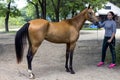 Portrait of a akhal-teke horse ahd trainer