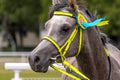 Portrait of a grey arabian horse