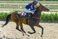 Horse race for the Oaks prize among akhal-teke horses Royalty Free Stock Photo