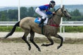 Horse racing for the prize of the Absenta in Pyatigorsk. Royalty Free Stock Photo