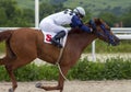 Horse racing for the prize of the Letni in Pyatigorsk. Royalty Free Stock Photo