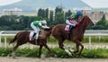 Horse racing for the prize of the Letni in Pyatigorsk. Royalty Free Stock Photo