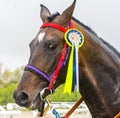 Portrait of a beautiful Akhalteke horse