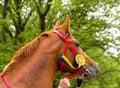Portrait of a arabian horse Royalty Free Stock Photo