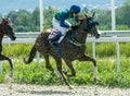 Horse racing for the prize in honor of the mare Big Tric Royalty Free Stock Photo