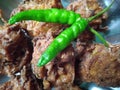 Pyaz ke tasty pakode Royalty Free Stock Photo