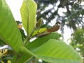 Pycanum alternatum, also known as the Giant Shield Bug, clings to the underside of a guava leaf Royalty Free Stock Photo