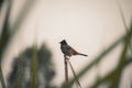 Pycnonotus cafer, red-vented bulbul bird