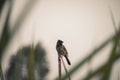 Pycnonotus cafer, red-vented bulbul bird