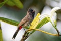 Red vented Bulbul, Pycnonotus cafer, India