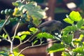 Pycnonotus striatusbul bul eats Turkey berry from bunch on a Turkey berry tree Royalty Free Stock Photo