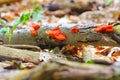 Pycnoporus cinnabarinus, also known as the cinnabar polypore in forest Royalty Free Stock Photo