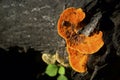 Pycnoporus cinnabarinus orange mushroom, growing on a dead tree trunk Royalty Free Stock Photo