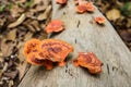 Pycnoporus sanguineus. Wild mushrooms. Royalty Free Stock Photo