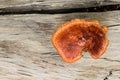 Pycnoporus sanguineus. Wild mushrooms. Royalty Free Stock Photo