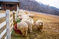 Pyeongchang, South Korea- March 2019: Group of sheep eating grass at the farm in South Korea