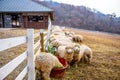 Pyeongchang, South Korea- March 2019: Group of sheep eating grass at the farm in Pyeongchang, South Korea