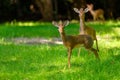 Pygmi Kirk\'s dik-dik, small antelopes on the green meadows Royalty Free Stock Photo