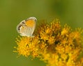 Pygmy Blue Butterfly (Brephidium exilis) on Bee Plant