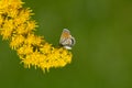 Pygmy Blue Butterfly (Brephidium exilis)