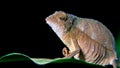 Pygmy chameleon on leaf at night Royalty Free Stock Photo