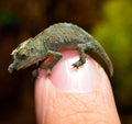 Pygmy Chameleon Royalty Free Stock Photo