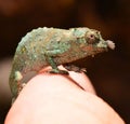 Pygmy Chameleon Royalty Free Stock Photo