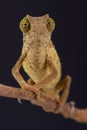 Pygmy chameleon / Rieppeleon brevicaudatus Royalty Free Stock Photo