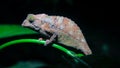 Pygmy chameleon on stem of leaf at night time