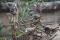 Pygmy chimpanzees playing Royalty Free Stock Photo