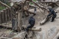 Pygmy chimpanzees playing Royalty Free Stock Photo