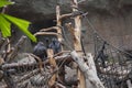 Pygmy chimpanzees playing