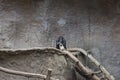 Pygmy chimpanzees playing