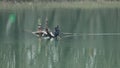 Pygmy Cormorant bird on lake stand on branch protected species