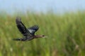 Pygmy Cormorant in flight