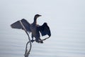 Pygmy Cormorant, Greece