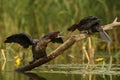 Pygmy Cormorant - Microcarbo pygmaeus Royalty Free Stock Photo