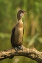 Pygmy Cormorant - Microcarbo pygmaeus Royalty Free Stock Photo