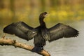 Pygmy Cormorant - Microcarbo pygmaeus Royalty Free Stock Photo