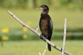 Pygmy Cormorant Phalacrocorax Pygmaeus Royalty Free Stock Photo