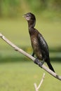 Pygmy Cormorant Phalacrocorax Pygmaeus