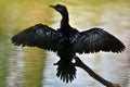 Pygmy Cormorant Royalty Free Stock Photo