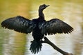 Pygmy Cormorant Royalty Free Stock Photo