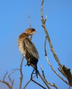 Pygmy cormorant on tree