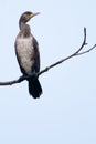 Pygmy Cormorant in Winter Plumage