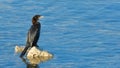 Pygmy cormorant & x28;Microcarbo pygmeus& x29;