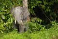 Pygmy elephant Royalty Free Stock Photo