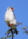 Pygmy Falcon